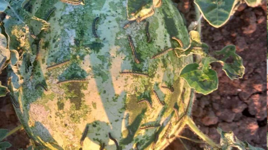 Çayır tırtılında mücadele zamanı