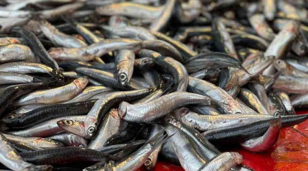 Denizden hamsi fışkırıyor