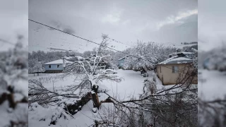 Elazığ'da yoğun kar yağışından dolayı ağaçlar devrildi