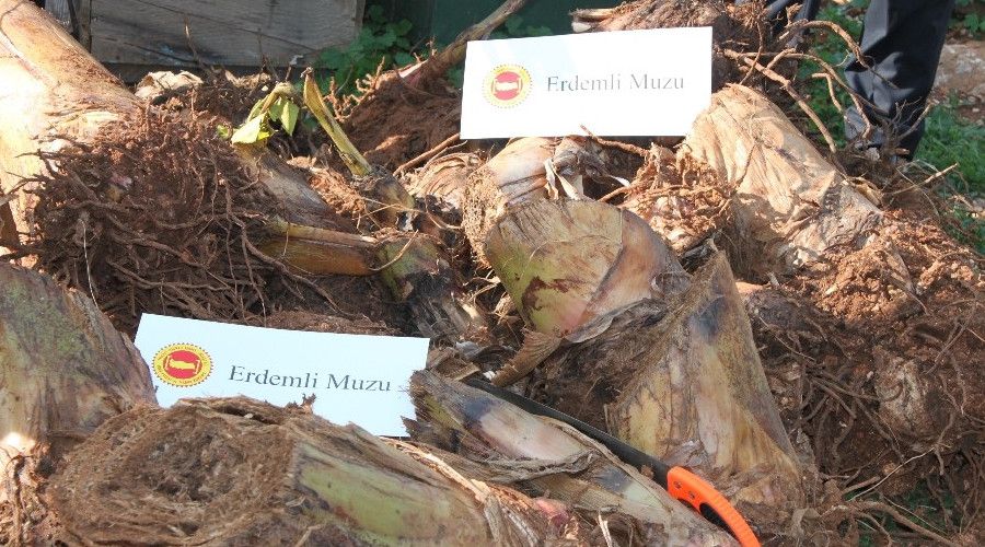 Erdemli muzunun kökü bile para ediyor