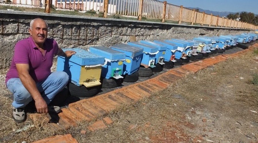 Güz yağmurları zeytincilerden sonra arıcıları da sevindirdi