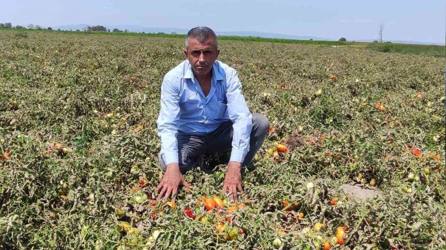 Hasada günler kala domatesler kurudu