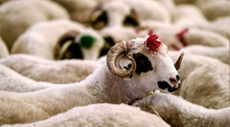 Hipermarketlerin kurban satışına ESDER'den tepki