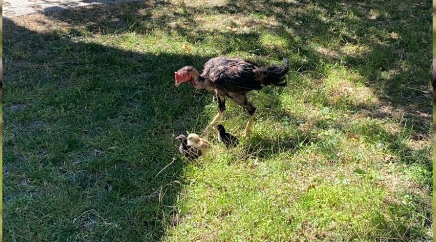 Horoz civcivlere annelik yapıyor