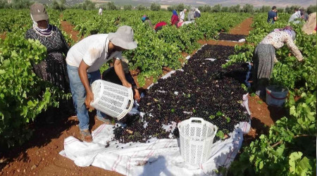 'Horoz Karası' üzümünde yüksek rekolte sevinci