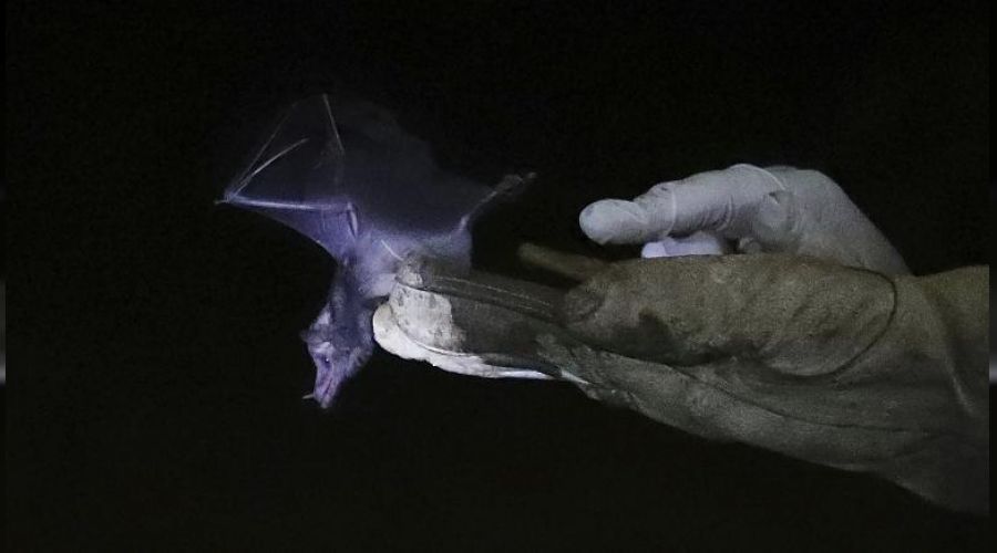 İlk Covid-19 vakası o bilim insanı olabilir