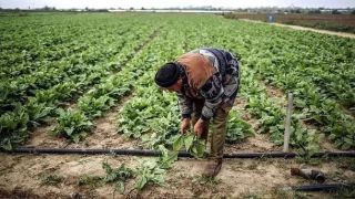 İsrail'in tarım arazilerine kimyasal saldırıları Gazze'de kanser riskini artırıyor