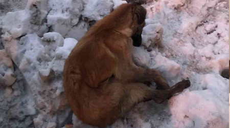 Kahramanmaraş'ta köpekler donarak öldü