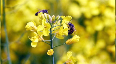 Kanolanın ekimi arılara yaradı