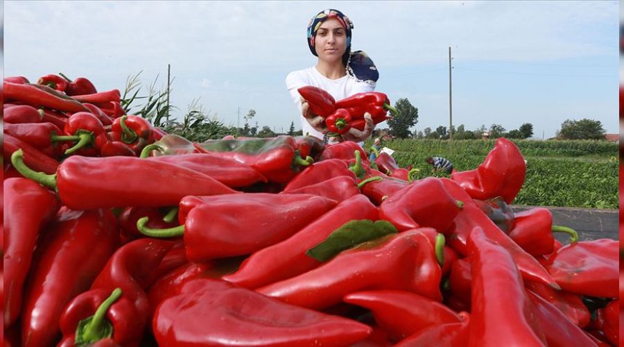 Kapya biberde tarlada fiyat dipte