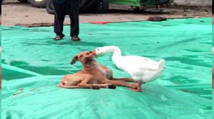 Kaz ile köpeğin örnek arkadaşlığı