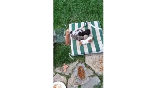 Kedi ve kirpilerin "süt kardeşliği"