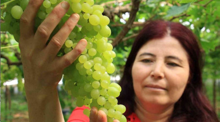 Kilosu 130 TL; Turfanda üzümler Avrupa yolunda