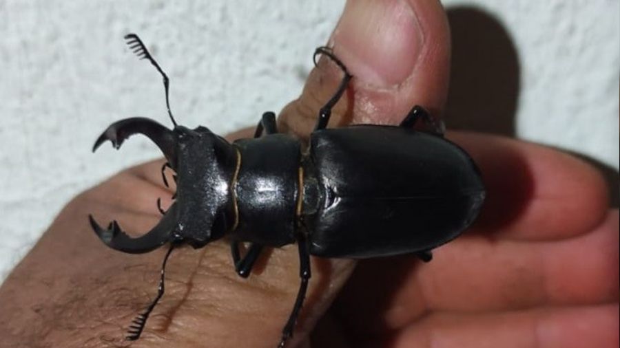 Kırmızı listede yer alan geyik böceği Elazığ'da görüntülendi