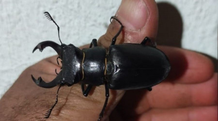 Kırmızı listede yer alan geyik böceği Elazığ'da görüntülendi