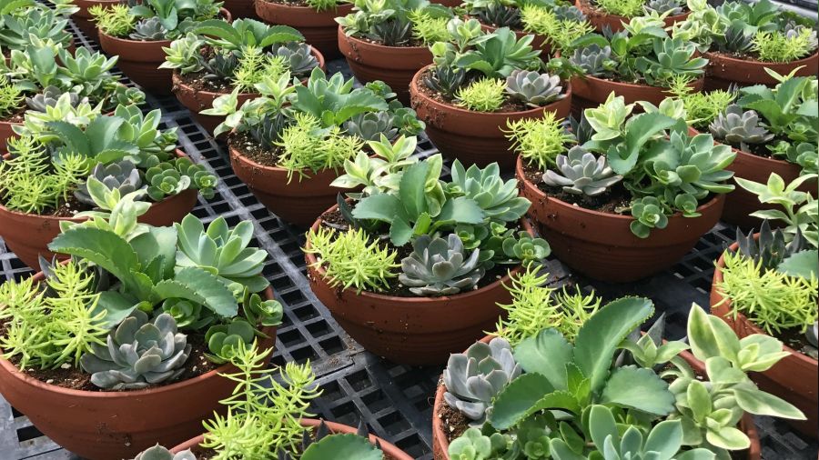 Konya'da Bitki Sağlığı Kliniği açıldı