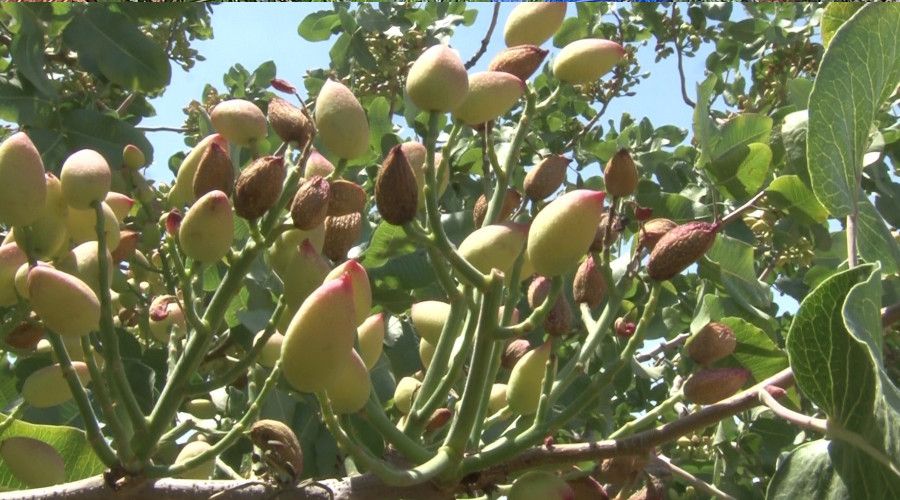 Kuraklık fıstığı da vurdu