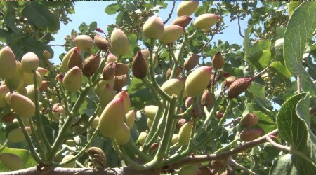 Kuraklık fıstığı da vurdu