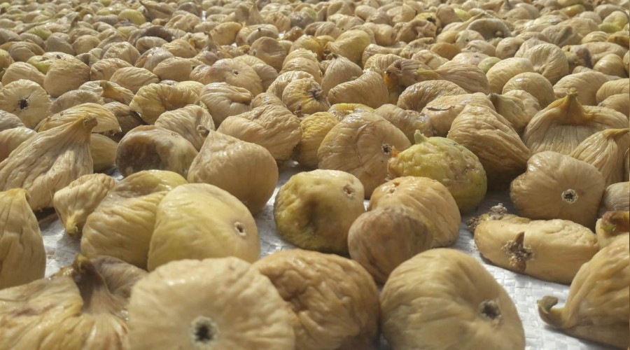 Kuru incir ihracatı arttı