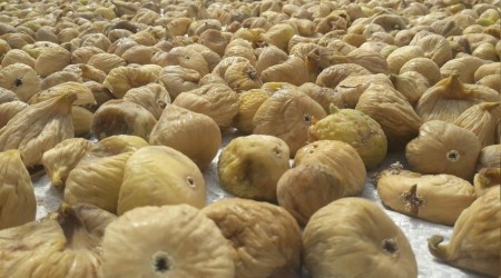 Kuru incir ihracatı arttı