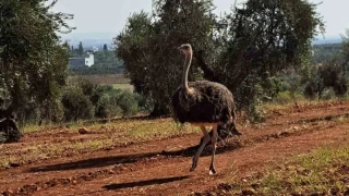 Ku uurtulmayan snrdan deve kuu geti