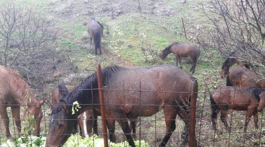 Manisa'da pazar artıkları yılkı atlarına yem oldu