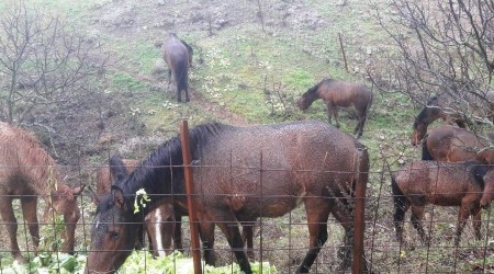 Manisa'da pazar artıkları yılkı atlarına yem oldu
