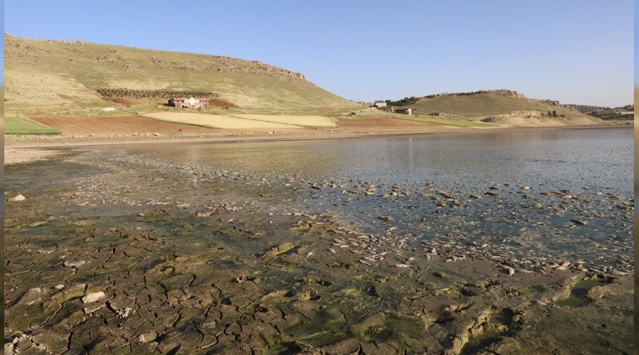 Mardin'de toplu balık ölümleri görüldü