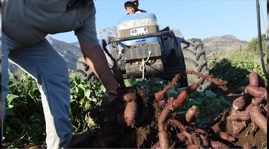 Mor patates üreticiyi sevindirdi
