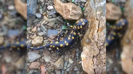 Nesli tehdit altında semender Tunceli’de görüldü