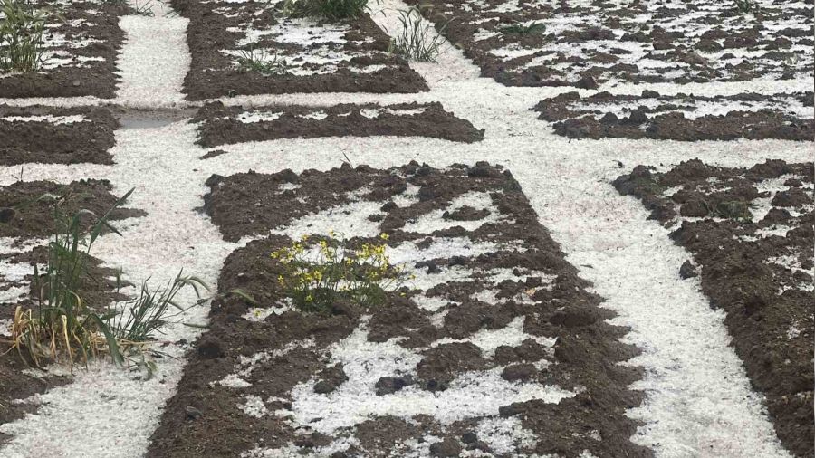 Nevşehir'de 30 bin dekar ekili arazi doludan zarar gördü