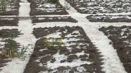 Nevşehir'de 30 bin dekar ekili arazi doludan zarar gördü