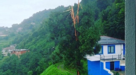Rize'de yıldırımın düştüğü ağaç ikiye bölündü