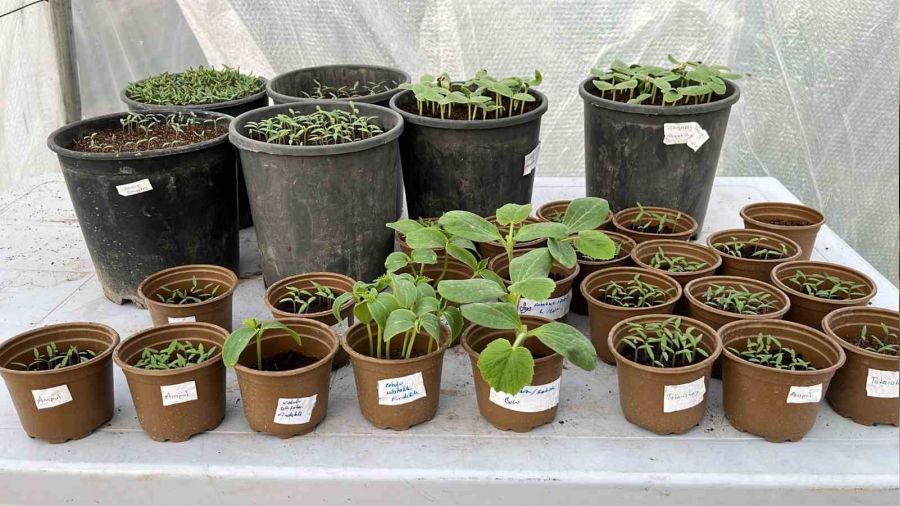 Safranbolu'da yerli tohumda rekor seviye