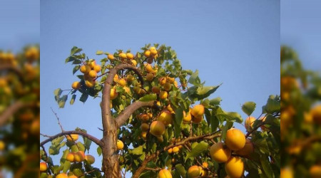 Sararan kayısıda katpostallık görüntü