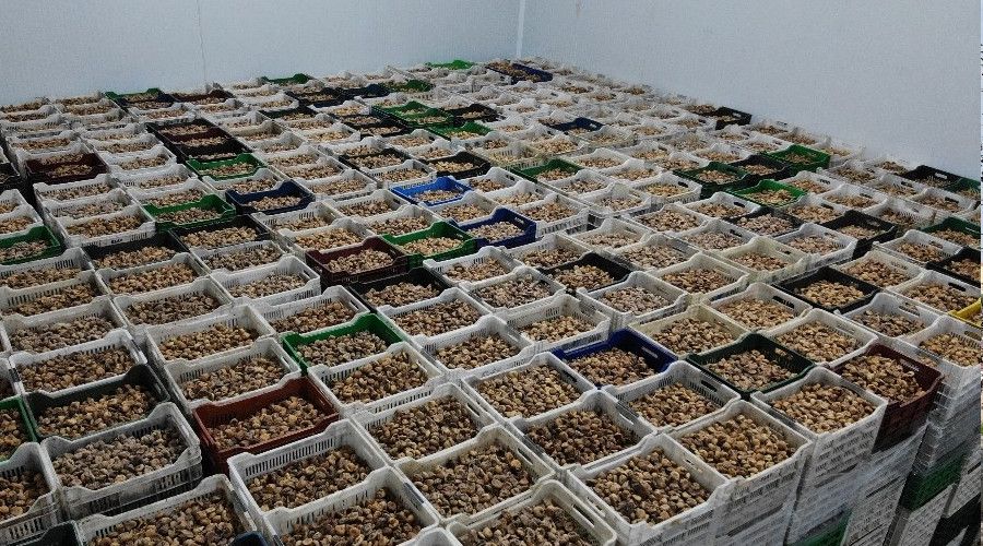 Soğuk hava deposunda çiftçiler tasarruf sağlıyor