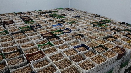 Soğuk hava deposunda çiftçiler tasarruf sağlıyor