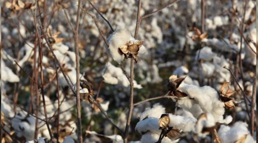 Tarım ürünlerinde fiyatlar uçuyor