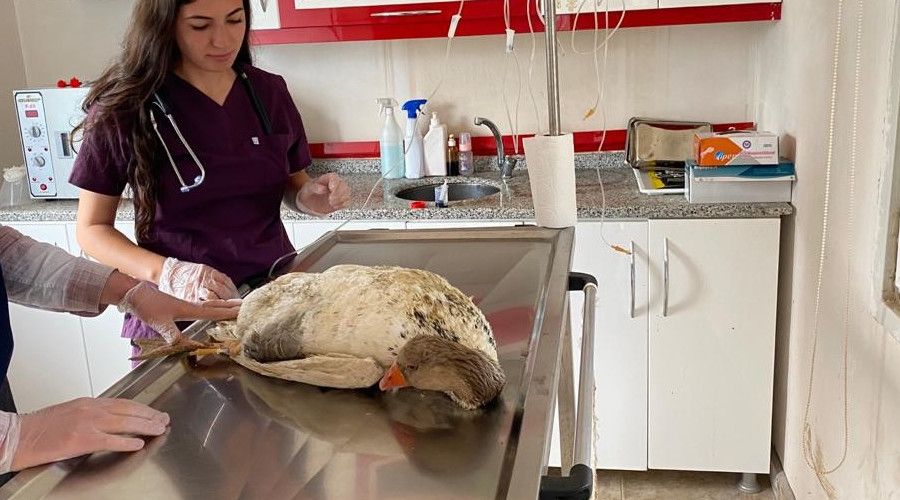 Tarımsal ilaçlamaların ardından hayvan zehirlenmelerine dikkat