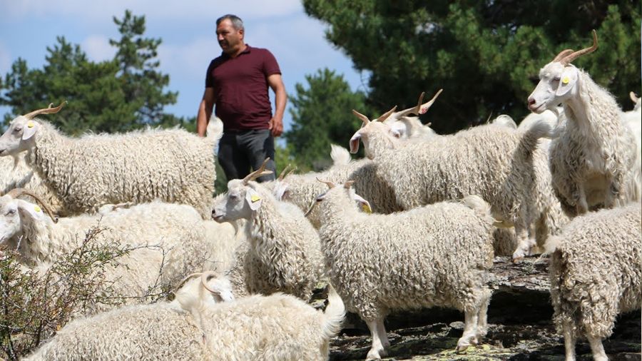 Tiftik keisi Seben'de koruma altna alnyor