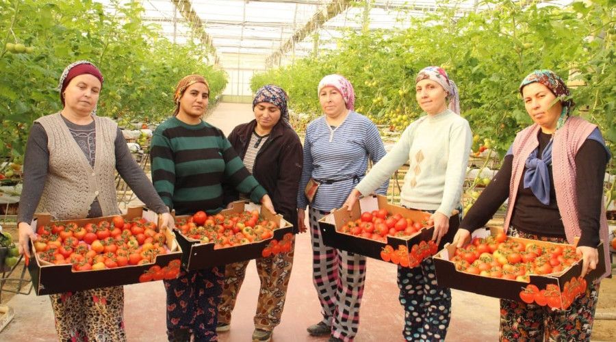 Topraksız tarımla üretilen domatesler ihracatın gözdesi oldu
