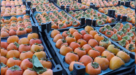 Trabzon hurmasının kurusu Almanya'ya gidiyor