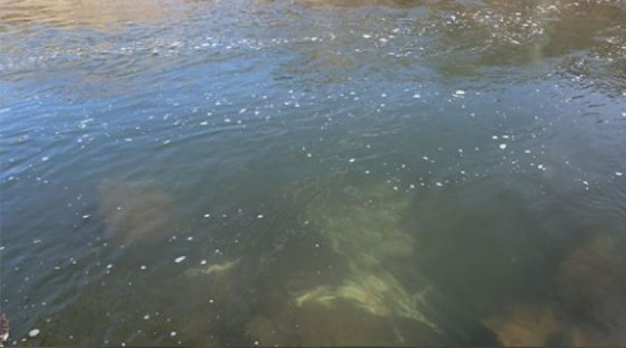 Tunceli'de balıkları elektrikle telef ettiler