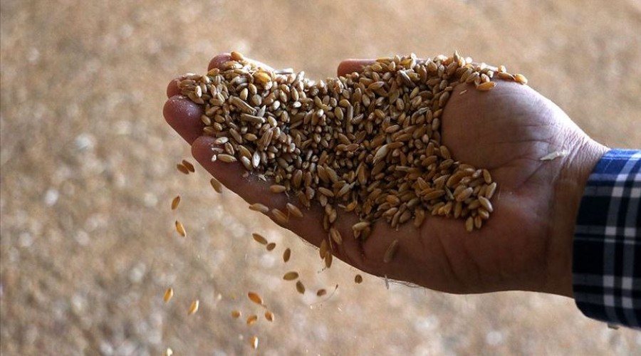 Türkiye tohum ihtiyacını karşılar!