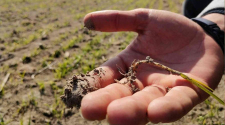 Yağışlar yüz güldürüyor, rekolte artışı bekleniyor