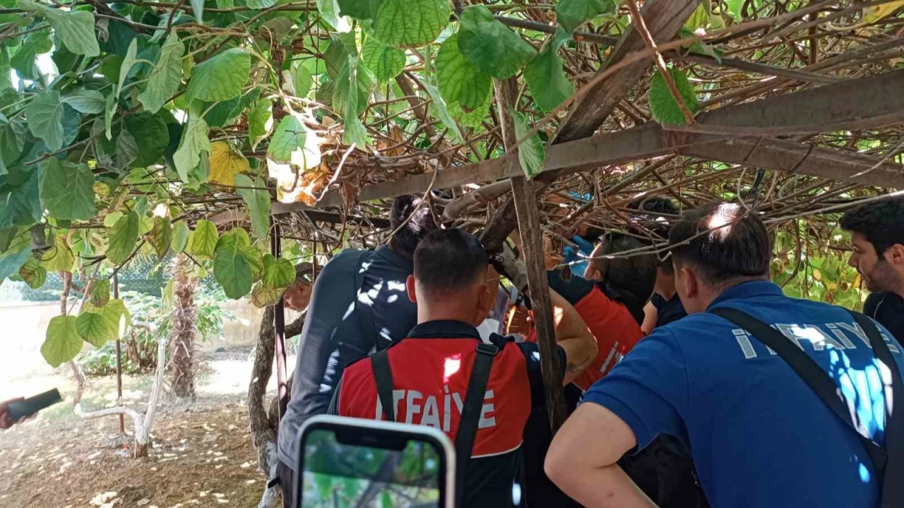 Yalova'da 5'inci kattan düşen çocuğu kivi asması kurtardı