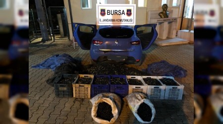 Zeytin çalan hırsızlar yakalandı