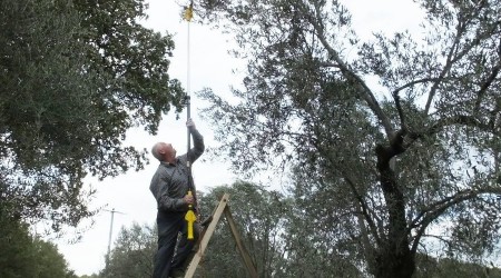 Zeytin hasad on binlerce vatanda i sahibi yapt