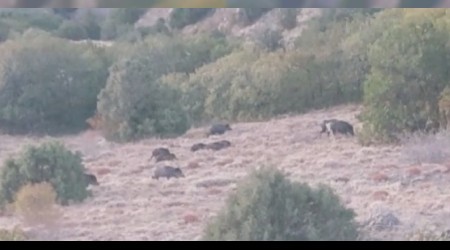 Aç kalan domuzlar sürüler halinde köylere indi