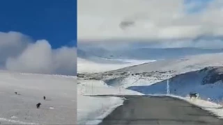 Aç kalan kurt sürüsü yerleşim yerine indi